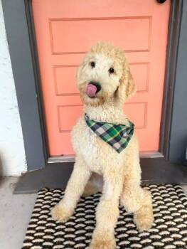 Kirby -  Poodle and Mixed Breed Dog for Adoption in Orlando, Florida - Kirby | PetCurious