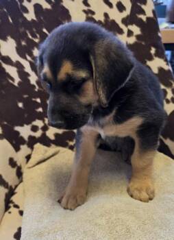 German Shepherd Dog and Mixed Breed Dogs Available for Adoption in Conway, South Carolina - Sarabi | PetCurious