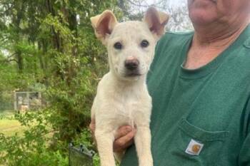 Labrador Retriever and Cattle Dog Dogs Available for Adoption in Westland, Michigan - Valor | PetCurious