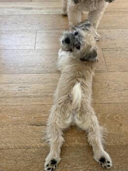 Franklin -  Terrier Dog for Adoption in Denver, Colorado - Franklin | PetCurious