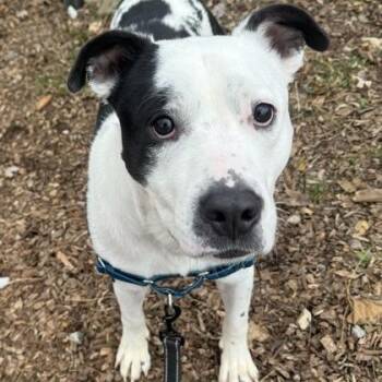 Pit Bull Terrier and Mixed Breed Dogs Available for Adoption in Indianapolis, Indiana - Samson | PetCurious