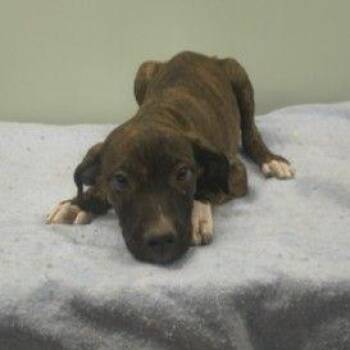 Shadow -  Mixed Breed Dog for Adoption in Westland, Michigan - Shadow | PetCurious