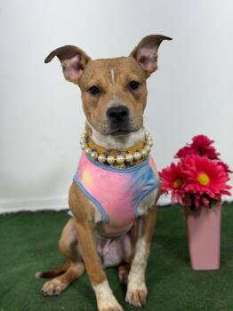 Black Mouth Cur and Labrador Retriever Dogs Available for Adoption in Carlsbad, California - Whitney-One Of Our Amazing Rescue Dogs | PetCurious