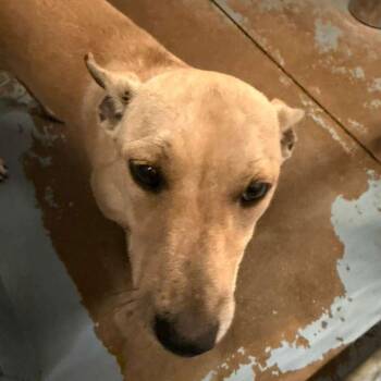 Frankie -  Mixed Breed Dog Available for Adoption in Gadsden, Alabama - Frankie | PetCurious