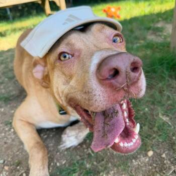 Colonel -  Labrador Retriever Dog for Adoption in Montgomery, Alabama - Colonel | PetCurious