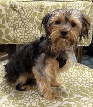 Freddy -  Yorkshire Terrier Dog for Adoption in Mundelein, Illinois - Freddy | PetCurious