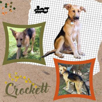 Crockett -  Shepherd and Terrier Dog for Adoption in Lindsay, California - Crockett | PetCurious