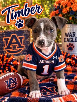 Timber -  Pit Bull Terrier Dog for Adoption in Greensboro, Alabama - Timber | PetCurious