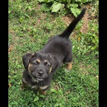 Etienne -  German Shepherd Dog Dog for Adoption in Midlothian, Virginia - Etienne | PetCurious