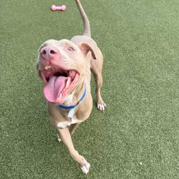 Terrier Dogs Available for Adoption in Tampa, Florida - Ryker | PetCurious