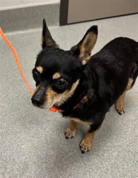 PRINCESA -  Chihuahua Dog for Adoption in Ontario, California - PRINCESA | PetCurious