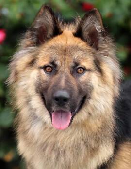 Rescue German Shepherd Dog Dogs for Adoption in Los Angeles, California - *Sawyer Von Bremen | PetCurious