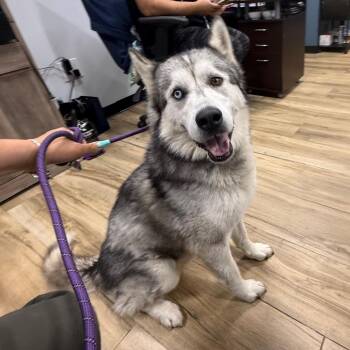 Buster-brown -  Husky Dog for Adoption in Newark, New Jersey - Buster-brown | PetCurious