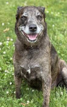 Phoebe -  Labrador Retriever and Catahoula Leopard Dog Dog for Adoption in Malvern, Pennsylvania - Phoebe | PetCurious