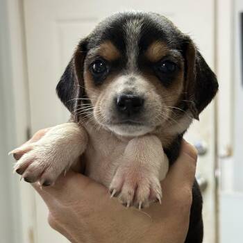 Pumpkin Spice -  Mixed Breed Dog for Adoption in Columbia, South Carolina - Pumpkin Spice | PetCurious