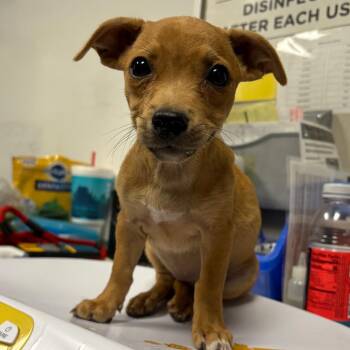 Dally -  Chihuahua and Mixed Breed Dog for Adoption in Yuma, Arizona - Dally | PetCurious