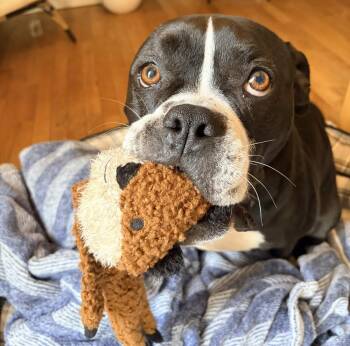 Pit Bull Terrier and American Bulldog Dogs Available for Adoption in Seattle, Washington - Gemma - AVAILABLE | PetCurious