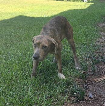 CLAIRE -  Airedale Terrier and Pit Bull Terrier Dog for Adoption in Grovetown, Georgia - CLAIRE | PetCurious
