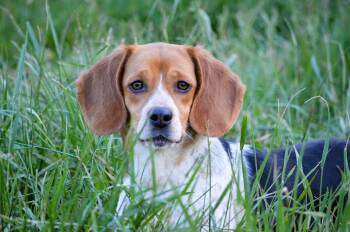 Beagle Dogs Available for Adoption in Amissville, Virginia - Poppy | PetCurious