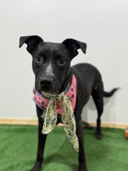 Black Labrador Retriever and Border Collie Dogs Available for Adoption in Carlsbad, California - Bitsy-One Of Our Amazing Rescue Dogs | PetCurious