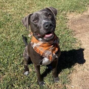 Pit Bull Terrier and Labrador Retriever Dogs Available for Adoption in Friendswood, Texas - Sammy Simply So Sweet | PetCurious