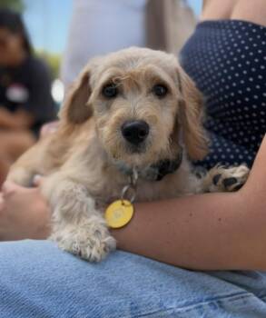 Grunkle -  Terrier Dog for Adoption in Pasadena, California - Grunkle | PetCurious