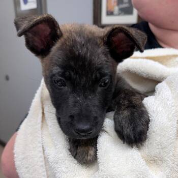 Candy Corn -  Mixed Breed Dog for Adoption in Auburn, Alabama - Candy Corn | PetCurious