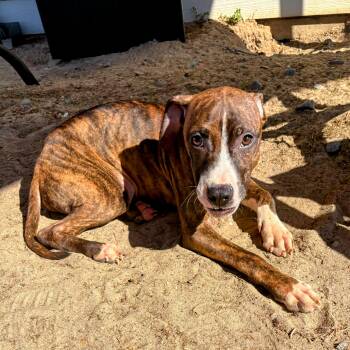 Rescue Pit Bull Terrier Dogs for Adoption in Valdosta, Georgia - Drake | PetCurious