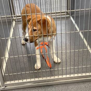 Retriever and Mixed Breed Dogs Available for Adoption in Montgomery, Alabama - Wynn | PetCurious