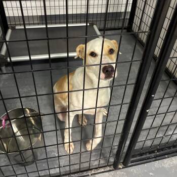 Peanut -  Mixed Breed Dog for Adoption in St. Louis, Missouri - Peanut | PetCurious