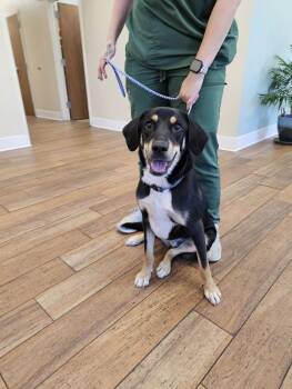 Rescue Hound Dogs for Adoption in Tylertown, Mississippi - Beaux | PetCurious