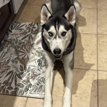 Rescue Siberian Husky Dogs for Adoption in Sugar Land, Texas - Goodson | PetCurious