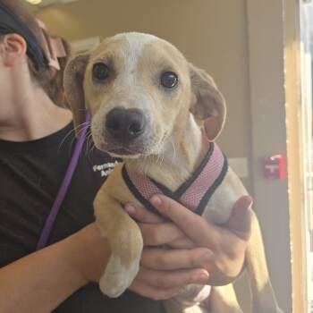 Rescue Mixed Breed Dogs for Adoption in Fernandina Beach, Florida - OPAL | PetCurious