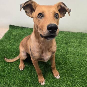 Wilbur -  Shepherd Dog for Adoption in Columbia, Missouri - Wilbur | PetCurious