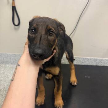Rachel -  German Shepherd Dog and Mixed Breed Dog for Adoption in Reno, Nevada - Rachel | PetCurious