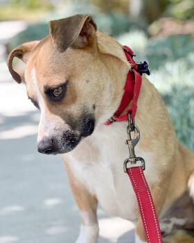 Corgi and Beagle Dogs Available for Adoption in Corona, California - Sully | PetCurious