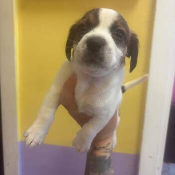 Bean -  Rat Terrier and Mixed Breed Dog for Adoption in Webster, Texas - Bean | PetCurious