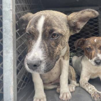 Shepherd Dogs Available for Adoption in Edinburg, Texas - Mimosa | PetCurious