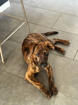 Chip -  Boxer Dog for Adoption in Santa Monica, California - Chip | PetCurious