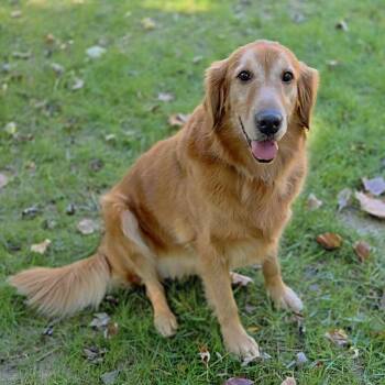 Coraline -  Golden Retriever Dog for Adoption in Cincinnati, Ohio - Coraline | PetCurious