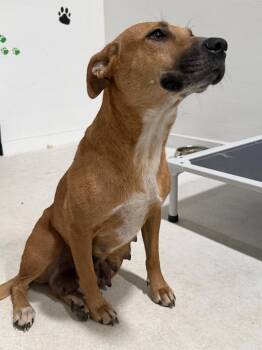 Labrador Retriever Dogs Available for Adoption in The Woodlands, Texas - Ginger | PetCurious