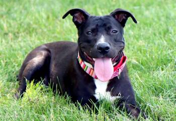 Sabrina -  Labrador Retriever and Pit Bull Terrier Dog for Adoption in Kansas City, Missouri - Sabrina | PetCurious
