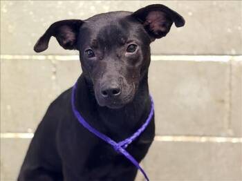 Pit Bull Terrier Dogs Available for Adoption in Tulsa, Oklahoma - RAVEN | PetCurious