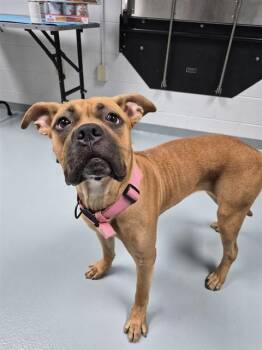 NOLA -  Mastiff Dog for Adoption in St. Cloud, Florida - NOLA | PetCurious