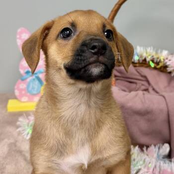 Mixed Breed Dogs Available for Adoption - SAHARA | PetCurious