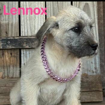 Great Pyrenees and Australian Cattle Dog Blue Heeler Dogs Available for Adoption in Otisfield, Maine - Lennox | PetCurious