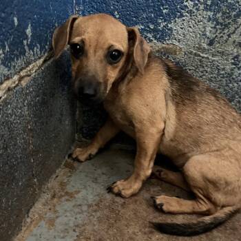 Sizzle -  Dachshund and Mixed Breed Dog for Adoption in Edinburg, Texas - Sizzle | PetCurious