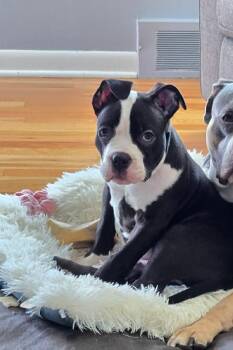 Pit Bull Terrier Dogs Available for Adoption in St. Clair Shores, Michigan - Potato | PetCurious