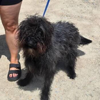 WIMSLEY 5913 -  Schnauzer Dog for Adoption in Loxahatchee Groves, Florida - WIMSLEY 5913 | PetCurious
