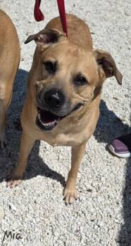 Rescue Black Mouth Cur Dogs for Adoption in Key Largo, Florida - Mia | PetCurious